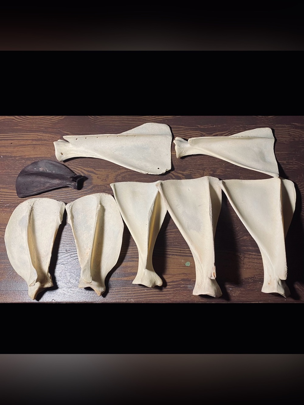 Deer and coyote scapula bones